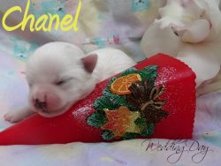 DSC01490-chanel