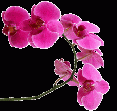 pink-orchid.jpg