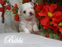 BIBBI6