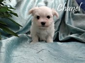 DSC02591-chanel