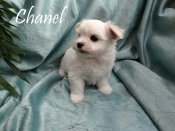 DSC02582-chanel