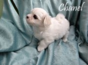 DSC02602-chanel