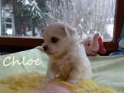 DSC02139-chloe