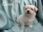 DSC02614-chanel