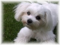 maltese