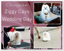 ch.ziggy