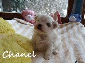 DSC02153-chanel