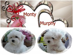 montymurphy