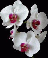 ORCHID