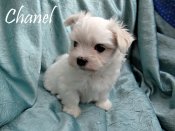 DSC02612-chanel