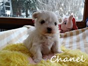 DSC02148-chanel