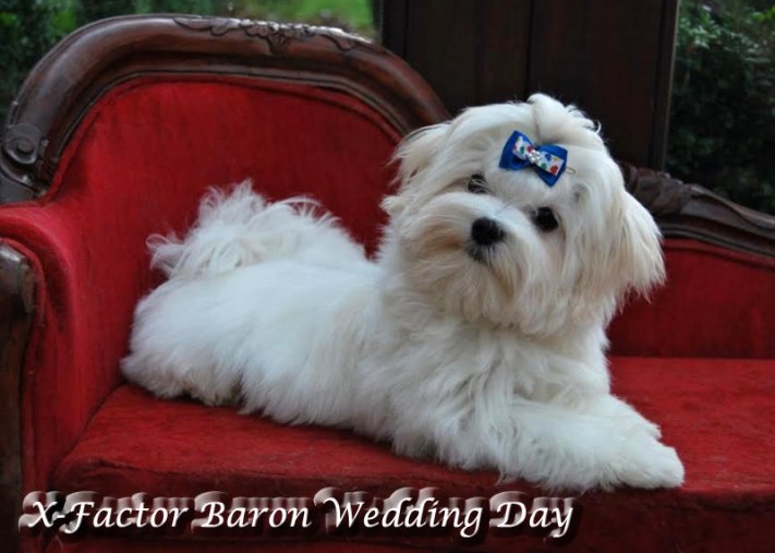 X-Factor Baron Wedding Day