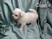 DSC02670-Charlie