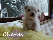 DSC02143-chanel