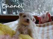 DSC02159-chanel