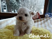 DSC02145-chanel