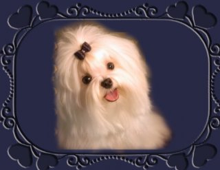 Maltese