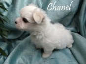 DSC02581-chanel