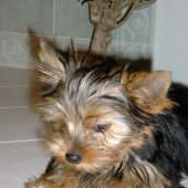 kif_0676_Změnit_velikost kif_0676_Změnit_velikost