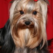 17112007_004_Změnit_velikost 17112007_004_Změnit_velikost