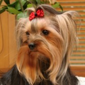 TERKA-WEB2 TERKA-WEB2