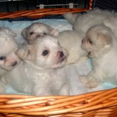 cimg1285_h cimg1285_h