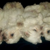 cimg1302_h cimg1302_h