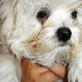 dsc00259_h dsc00259_h