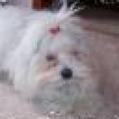 cherry-004_zmenit-velikost_thumbnail cherry-004_zmenit-velikost_thumbnail