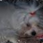 cherry-005_zmenit-velikost_thumbnail cherry-005_zmenit-velikost_thumbnail