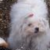 cherry-015_zmenit-velikost_thumbnail cherry-015_zmenit-velikost_thumbnail