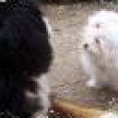 cherry-017_zmenit-velikost_thumbnail cherry-017_zmenit-velikost_thumbnail