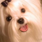 honey_zmenit-velikost honey_zmenit-velikost