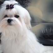 DSC07781-1 DSC07781-1