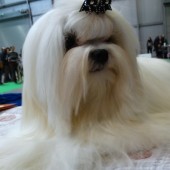 DSC08850-1 DSC08850-1