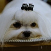 L1000507-1 L1000507-1