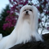 L1050104-kassandra L1050104-kassandra