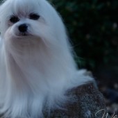 L1050270-KASSANDRA L1050270-KASSANDRA